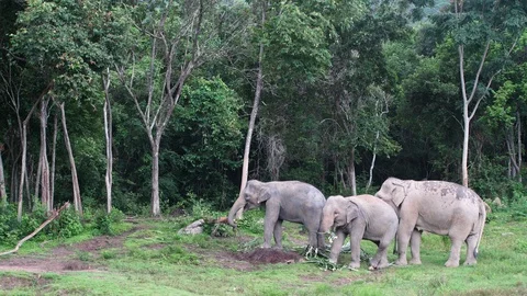 Elephants eating 2 wide angle jungle 4k Stock Footage 123157236