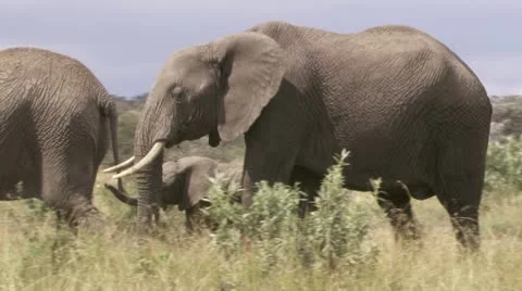 Elephants eating and walking Stock Footage 12655855