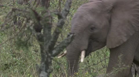 Elephants eating and walking Stock Footage
