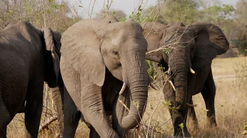 Elephants Eating Branches During Daytime Stock Footage 236506116