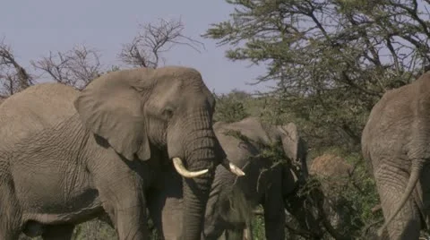 Elephants eating branches Stock Footage 12657956