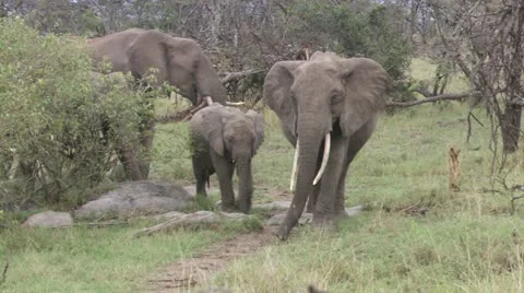 Elephants eating, with cubs Stock Footage 12657462
