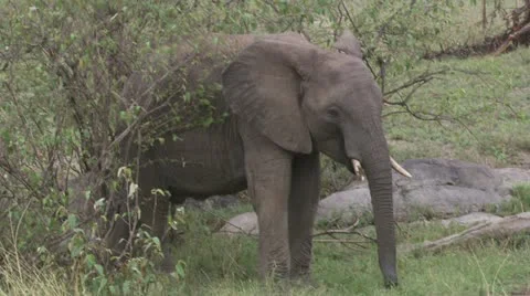 Elephants eating, with cubs Stock Footage 12657470