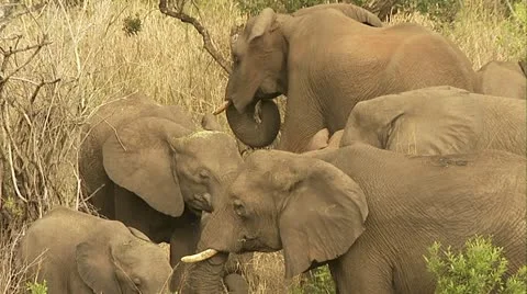 Elephants eating dried grass Stock Footage 12361897