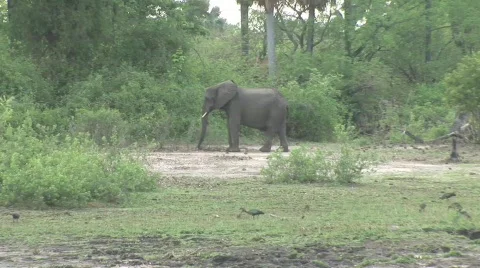 Elephants eating Stock Footage 117538
