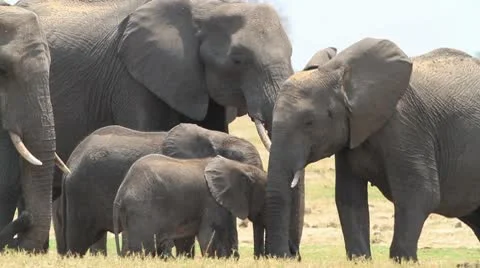 Elephants Eating Stock Footage 10591883