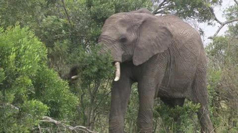Elephants eating Stock Footage 12658002