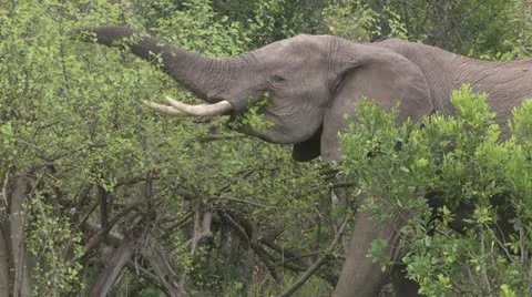 Elephants eating Stock Footage 12658006