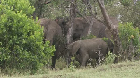 Elephants eating Stock Footage 12658039