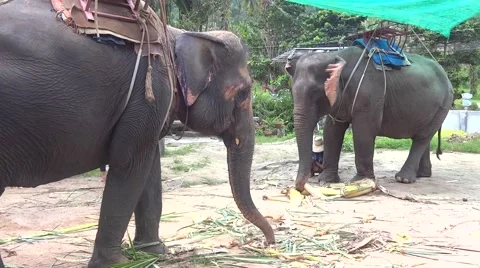 Elephants eating Stock Footage 48533817