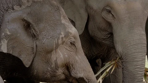 Elephants Eating Stock Footage 120664932