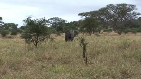 Elephants Eating Grass Stock-Footage 136765