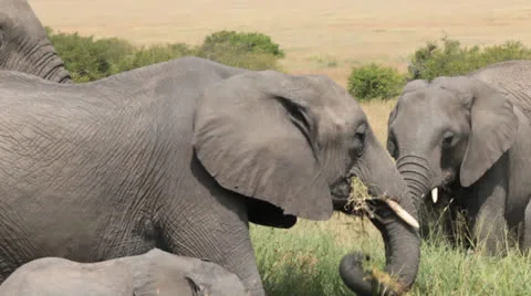 Elephants Eating Grass Stock Footage 25679099
