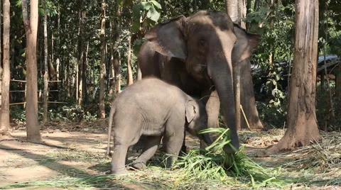 Elephants eating grass. Stock-Footage 46221098