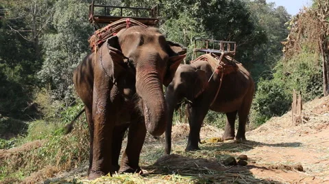 Elephants eating grass. Stock Footage 46224462