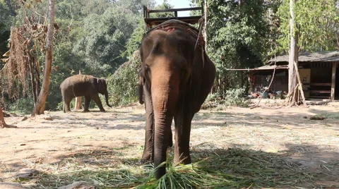 Elephants eating grass. Stock Footage 46224811