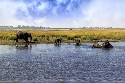 Elephants on the edge of a river Stock Photos