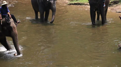 Elephants eject water to Tourists Stock Footage 37467522