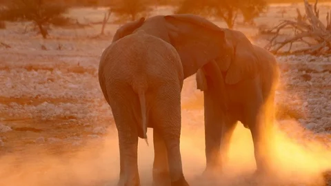 ELEPHANTS AT ETOSHA Stock Footage 104870948