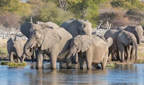 Elephants in Etosha Foto stock