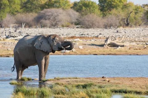 Elephants in Etosha Foto stock