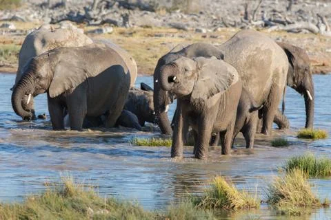 Elephants in Etosha 스톡 사진