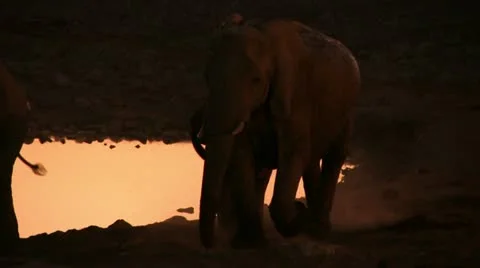 Elephants in the evening Video stock 11976455