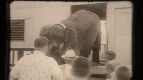 Elephants Exit Circus Train Box Car, Greatest Show on Earth Stock Footage 130236320