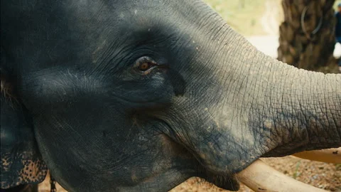 Elephant's eye close-up Stock-Footage 86977242