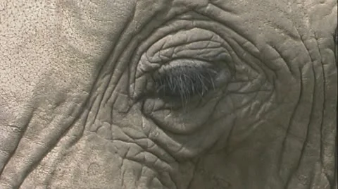 Elephant's eye Stock Footage 22197075