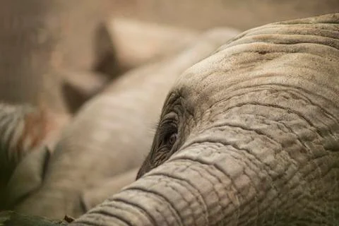 The elephants eye By Linus Stock Photos