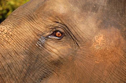 Elephants eye Stock Photos