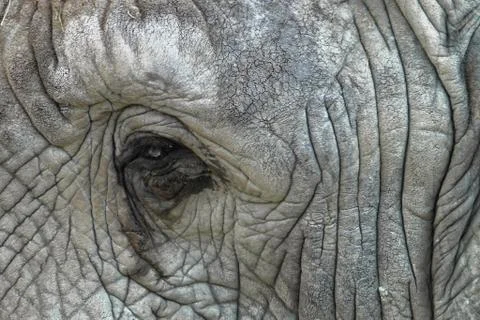 Elephant's eye Foto stock