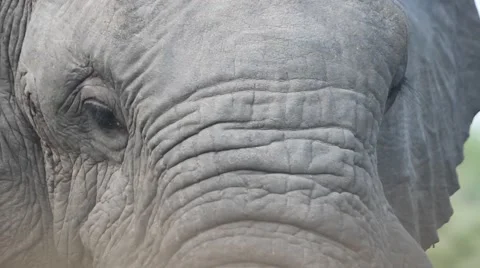 Elephants Face Close up Stock Footage 41607260