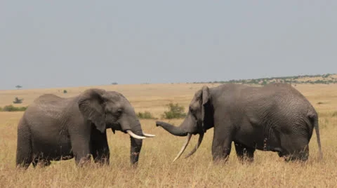 Elephants Facing Off and Eyeing Each Other Stock Footage 25679091