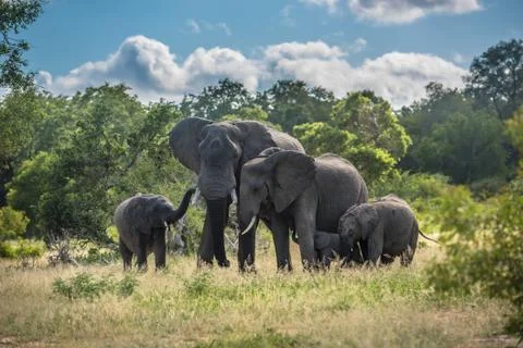 Elephants family in Kruger National Park, South Africa. Stock Photos