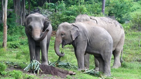 Elephants feeding 4k Stock Footage 123157425