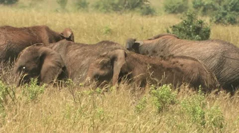 Elephants feeding in the distace Stock Footage 22322632