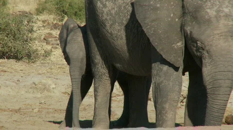 Elephants Feeding 库存影片 348906