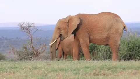 Elephants feeding Stock Footage 81433573