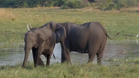 Elephants feeding in the Okavango Delta Stock Footage 134544812