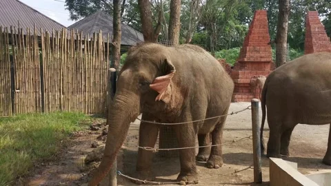 Elephants feeding time Stockbeeldmateriaal 240940955