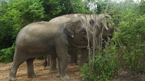 Elephants feeding tree 4k Stock Footage 123157460