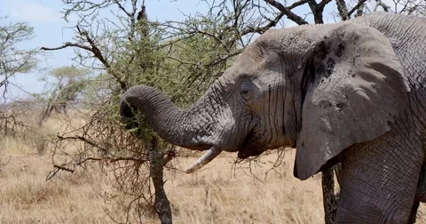 Elephants feeding on tree Stock Footage 60384476