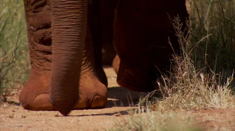 Elephant's feet while it's walking Stockbeeldmateriaal 34448618