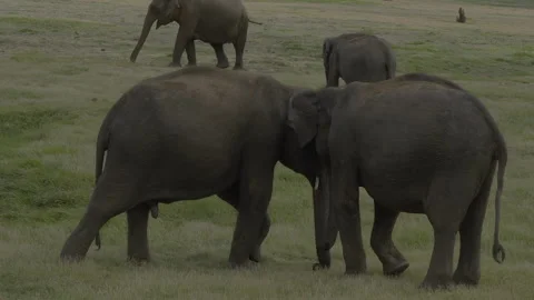 Elephants Fighting again Stock Footage 291401292