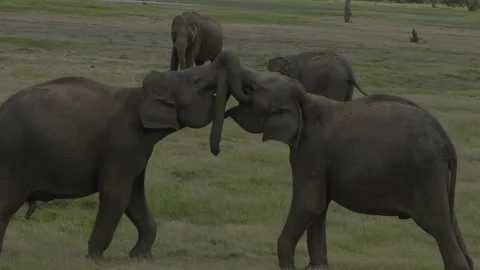 Elephants Fighting countinue Stock Footage 291404841