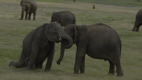 Elephants Fighting each other Stock Footage 291406510