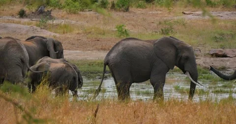 Elephants Fighting Stock Footage 60383912
