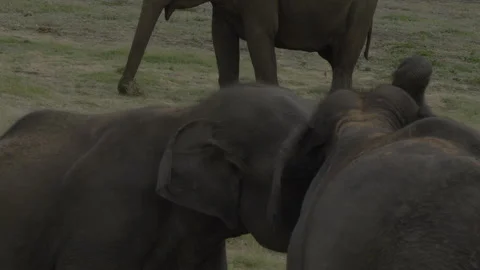 Elephants Fighting Stock Footage 291411782